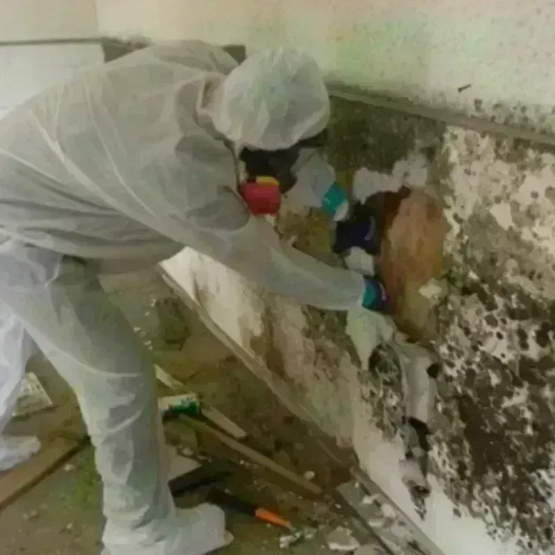 Mold Remediation and Removal in West Point, UT